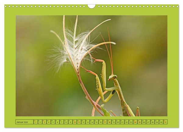 Produktbild: Die Gottesanbeterin Mantis Religiosa (Wandkalender 2026 DIN A3 quer), CALVENDO Monatskalender