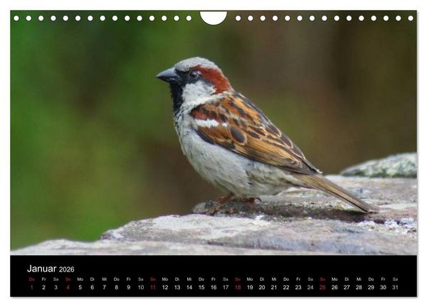 Produktbild: Freche Spatzen (Wandkalender 2026 DIN A4 quer), CALVENDO Monatskalender