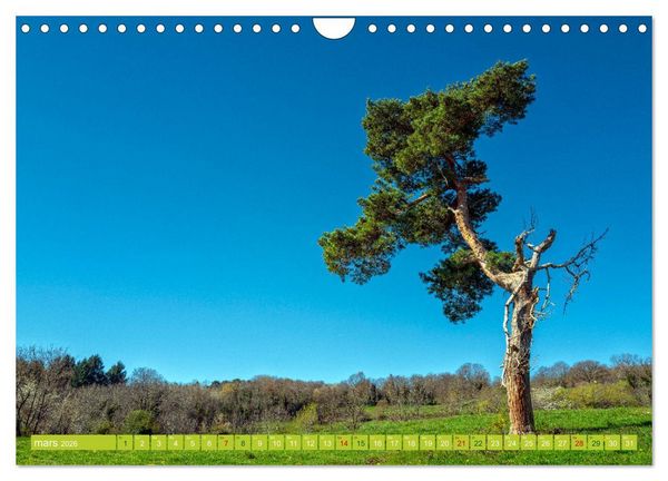 Produktbild: Solitude verdoyante (Calendrier mural 2026 DIN A4 vertical), CALVENDO calendrier mensuel