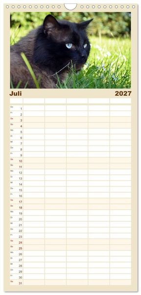 Produktbild: Familienplaner 2027 - Katzen im Portr&auml;t / Geburtstagskalender mit 5 Spalten (Wandkalender, 21 x 45 cm) CALVENDO