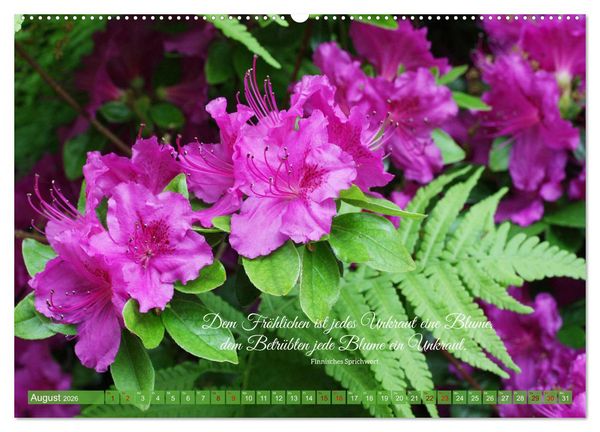 Produktbild: Rhododendren und Poesie (Wandkalender 2026 DIN A2 quer), CALVENDO Monatskalender