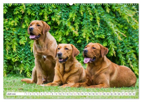 Produktbild: Labrador Retriever - Freunde f&uuml;r&acute;s Leben (hochwertiger Premium Wandkalender 2026 DIN A2 quer), Kunstdruck in Hochglanz