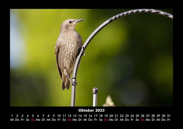 Produktbild: Welt der V&ouml;gel 2025 Fotokalender DIN A3