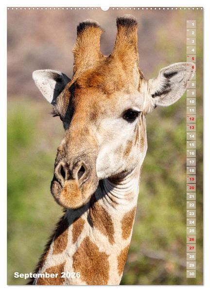 Produktbild: Safari hautnah - S&uuml;dliches und &ouml;stliches Afrika (Wandkalender 2026 DIN A2 hoch), CALVENDO Monatskalender