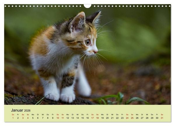 Produktbild: Junge Katzen im Wald (Wandkalender 2026 DIN A3 quer), CALVENDO Monatskalender