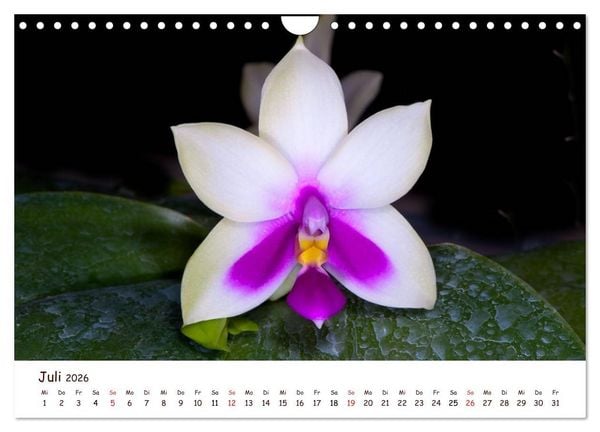 Produktbild: Orchideenzauber (Wandkalender 2026 DIN A4 quer), CALVENDO Monatskalender