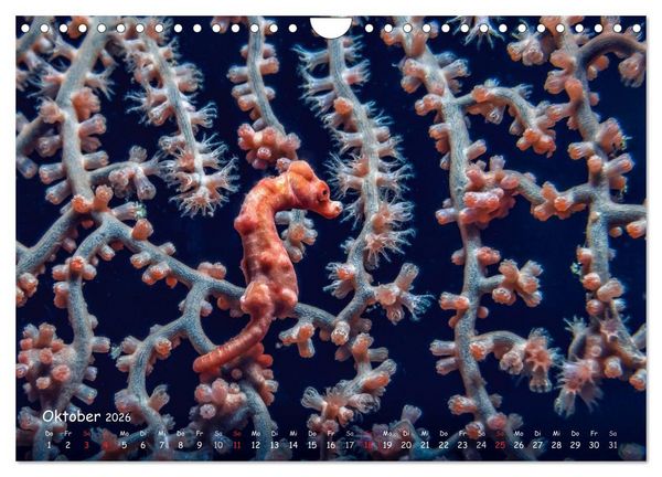 Produktbild: Hippocampus oder einfach nur Seepferdchen (Wandkalender 2026 DIN A4 quer), CALVENDO Monatskalender