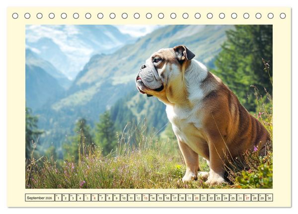 Produktbild: Bulldogs on Tour. Urlaubsreif und schnaufend zum Gipfelgl&uuml;ck (Tischkalender 2026 DIN A5 quer), CALVENDO Monatskalender