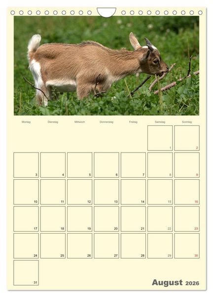 Produktbild: Zwergziegen (Wandkalender 2026 DIN A4 hoch), CALVENDO Monatskalender
