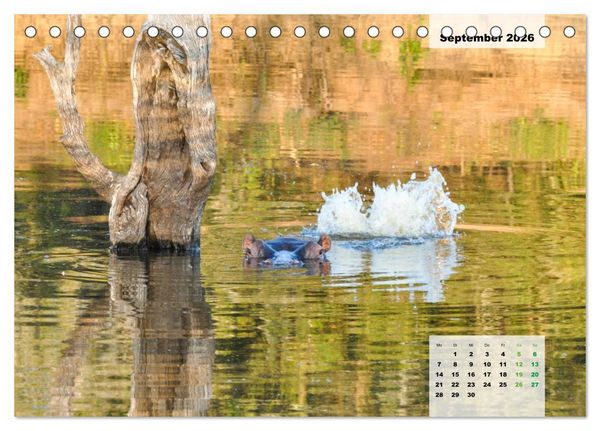Produktbild: Nilpferde, Kolosse im Wasser (Tischkalender 2026 DIN A5 quer), CALVENDO Monatskalender