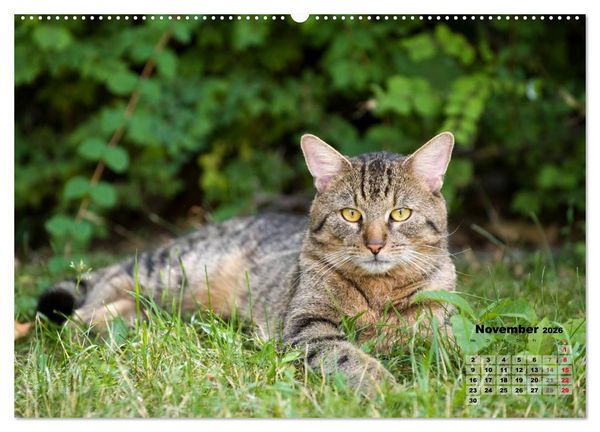 Produktbild: Katzen im Gr&uuml;nen (Wandkalender 2026 DIN A2 quer), CALVENDO Monatskalender
