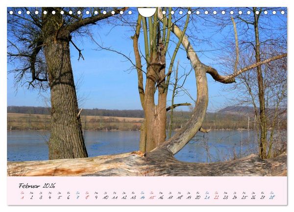 Produktbild: Wald und Baum 2026 (Wandkalender 2026 DIN A4 quer), CALVENDO Monatskalender