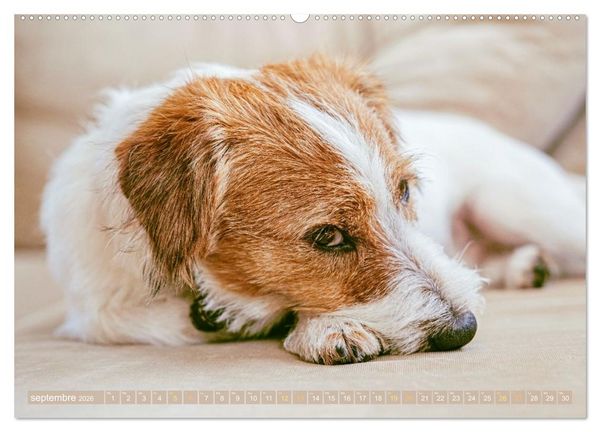 Produktbild: Jack Russell Terrier : vif et joueur (Calendrier mural 2026 DIN A2 vertical) calendrier de bureau