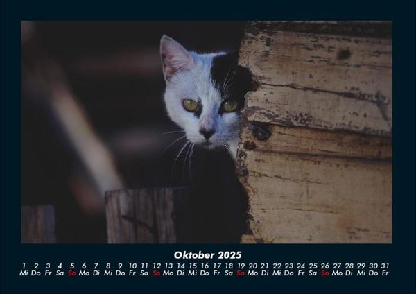 Produktbild: F&uuml;r Katzenfreunde 2025 Fotokalender DIN A4