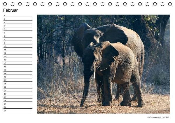 Produktbild: begegnungen - elefanten im s&uuml;dlichen afrika (Tischkalender immerw&auml;hrend DIN A5 quer)