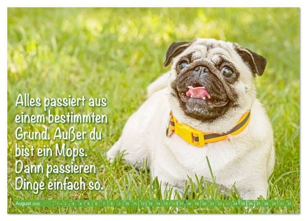 Produktbild: L&auml;cheln mit Mops (Wandkalender 2026 DIN A4 quer), CALVENDO Monatskalender