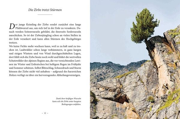 Das kleine Buch: Das Geheimnis der Zirbe