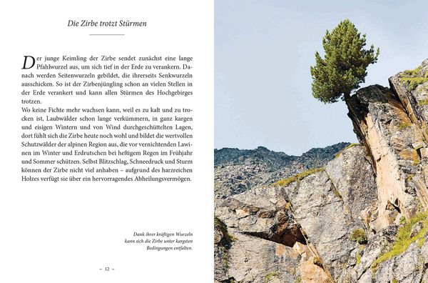 Produktbild: Das kleine Buch: Das Geheimnis der Zirbe