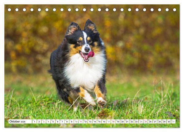 Produktbild: H&uuml;tehund der Shetland Inseln - Shetland Sheepdog (Tischkalender 2026 DIN A5 quer), CALVENDO Monatskalender