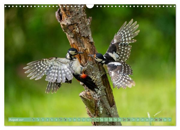 Produktbild: Buntspechte im Flug (Wandkalender 2027 DIN A3 quer), CALVENDO Monatskalender