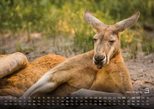 Produktbild: Australien - das Land der K&auml;ngurus - 2027 - Kalender DIN A3