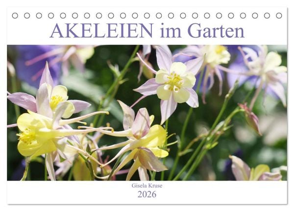 Produktbild: Akeleien im Garten (Tischkalender 2026 DIN A5 quer), CALVENDO Monatskalender