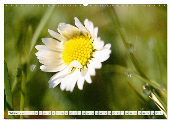 Produktbild: Auf Augenh&ouml;he mit G&auml;nsebl&uuml;mchen (hochwertiger Premium Wandkalender 2026 DIN A2 quer), Kunstdruck in Hochglanz