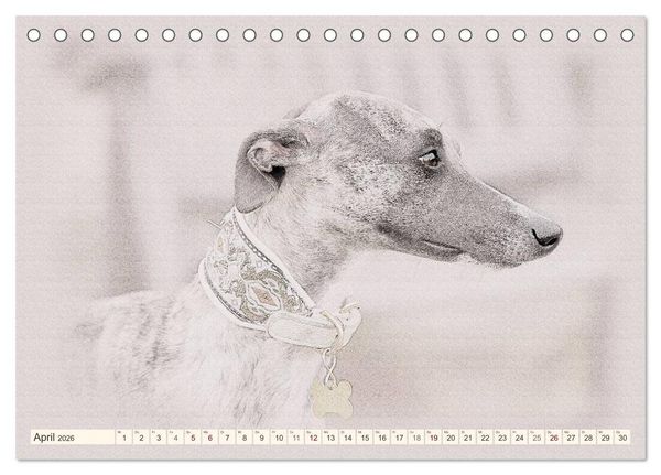 Produktbild: Whippet 2026 (Tischkalender 2026 DIN A5 quer), CALVENDO Monatskalender