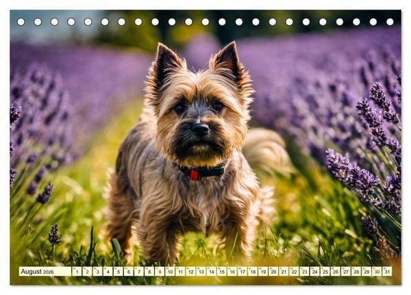 Produktbild: Cairn Terrier - lustiges Raubein aus Schottland (Tischkalender 2026 DIN A5 quer), CALVENDO Monatskalender