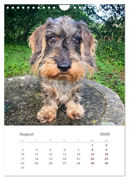 Produktbild: Dackel(augen)blicke (Wandkalender 2026 DIN A4 hoch), CALVENDO Monatskalender