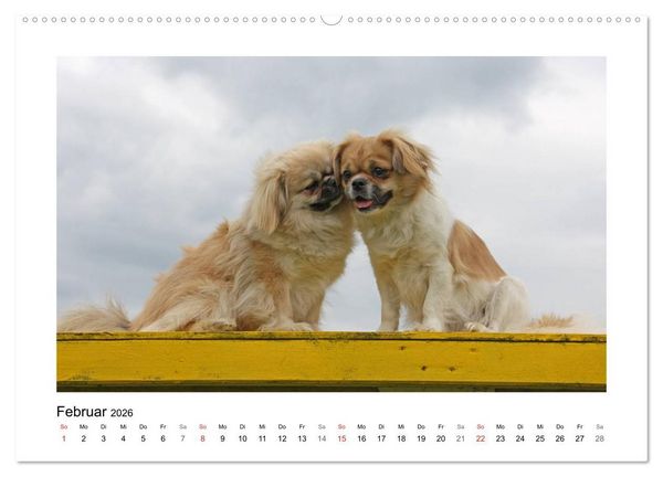 Produktbild: Tibet-Spaniel (Wandkalender 2026 DIN A2 quer), CALVENDO Monatskalender