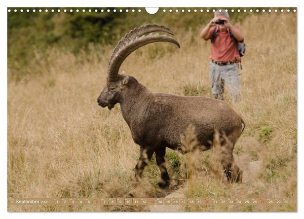 Produktbild: Steinwild am Pilatus (Wandkalender 2026 DIN A3 quer), CALVENDO Monatskalender
