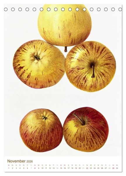 Produktbild: Obstb&auml;ume: Botanische Zeichnungen und historische Stiche (Tischkalender 2026 DIN A5 hoch), CALVENDO Monatskalender