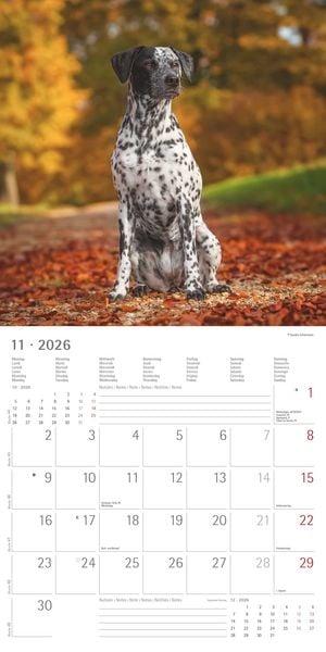 Produktbild: Hunde 2026 - Broschürenkalender 30x30 cm (30x60 geöffnet) - Kalender mit Platz für Notizen - Dogs - Bildkalender - Wandkalender - Hundekalender