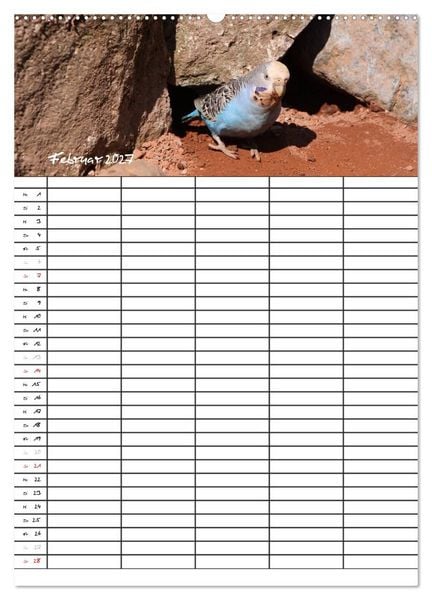 Produktbild: Wellensittiche (Wandkalender 2027 DIN A2 hoch), CALVENDO Monatskalender