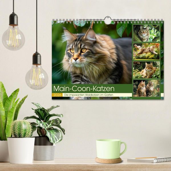 Produktbild: Main-Coon-Katzen. Die imposanten Waldkatzen im Garten (Wandkalender 2026 DIN A4 quer), CALVENDO Monatskalender