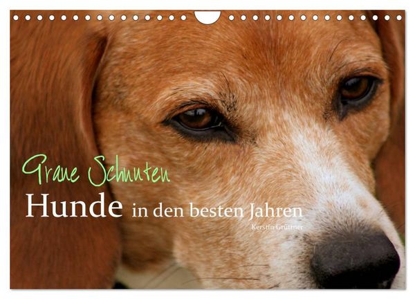 Produktbild: Graue Schnuten - Hunde in den besten Jahren (Wandkalender 2026 DIN A4 quer), CALVENDO Monatskalender