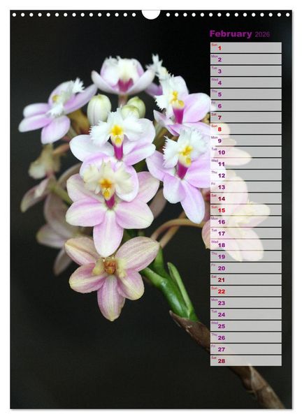 Produktbild: Orchids - Infinite Variety (Wall Calendar 2026 DIN A3 portrait), CALVENDO 12 Month Wall Calendar
