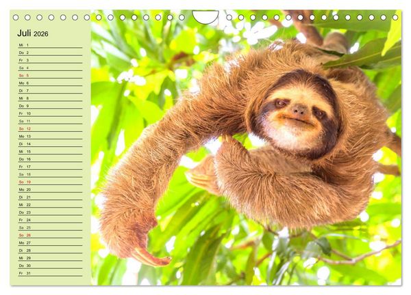 Produktbild: Der Faultier-Planer f&uuml;r mehr Ruhe und Gem&uuml;tlichkeit! (Wandkalender 2026 DIN A4 quer), CALVENDO Monatskalender