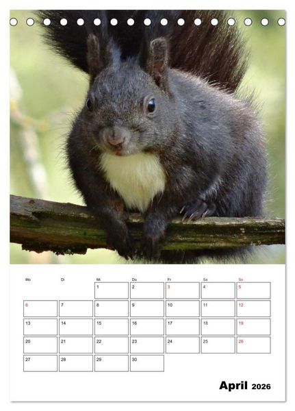 Produktbild: Niedliche Eichh&ouml;rnchen (Tischkalender 2026 DIN A5 hoch), CALVENDO Monatskalender