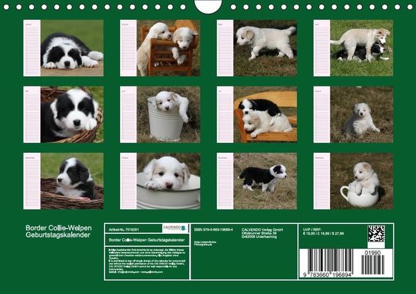 Produktbild: Border Collie-Welpen Geburtstagskalender (Wandkalender immerw&auml;hrend DIN A4 quer)