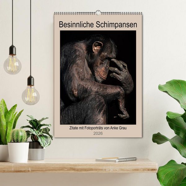Produktbild: Besinnliche Schimpansen (Wandkalender 2026 DIN A2 hoch), CALVENDO Monatskalender