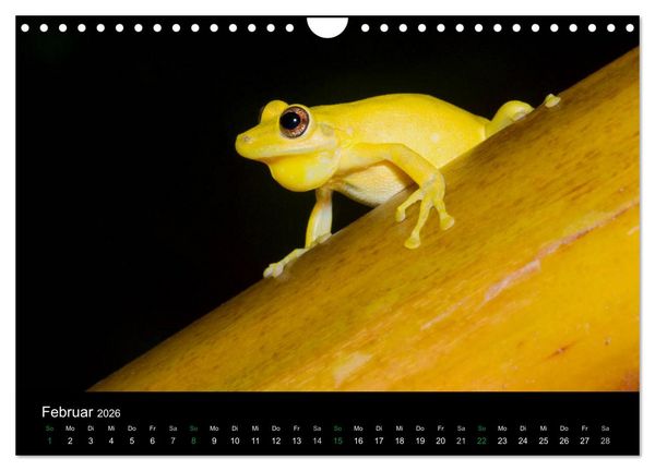 Produktbild: Costa Rica - Faszination Fr&ouml;sche (Wandkalender 2026 DIN A4 quer), CALVENDO Monatskalender