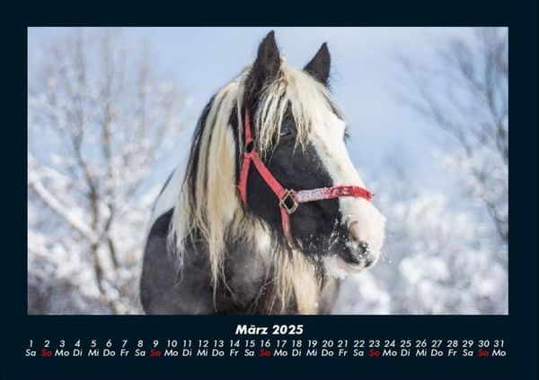 Produktbild: Die Welt der Pferde 2025 Fotokalender DIN A4