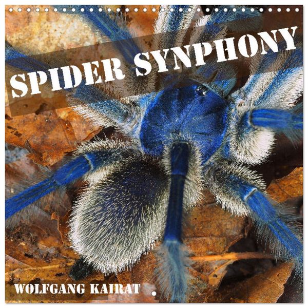 Produktbild: Spider synphony (Wall Calendar 2026 12 &times; 12 Inch) CALVENDO 12 Month Wall Calendar