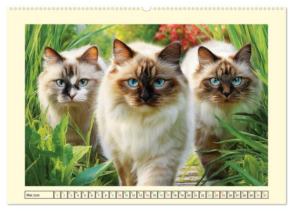 Produktbild: Liebliche Ragdolls. Katzen-Sch&ouml;nheiten in ihrer gr&uuml;nen Oase (hochwertiger Premium Wandkalender 2026 DIN A2 quer), Kunstdruck in Hochglanz