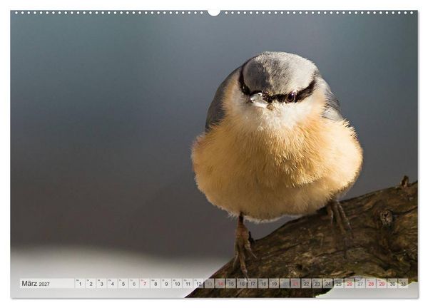 Produktbild: NATUR PUR Heimische Singv&ouml;gel (hochwertiger Premium Wandkalender 2027 DIN A2 quer), Kunstdruck in Hochglanz