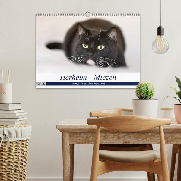 Produktbild: Tierheim - Miezen (Wandkalender 2026 DIN A3 quer), CALVENDO Monatskalender