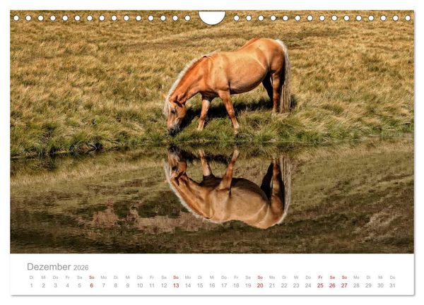 Produktbild: Pferde - Hobby und Leidenschaft (Wandkalender 2026 DIN A4 quer), CALVENDO Monatskalender