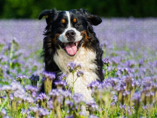 Produktbild: CALVENDO Puzzle Traumhund Berner Sennenhund | 1000 Teile Lege-Gr&ouml;&szlig;e 64x48cm Foto-Puzzle f&uuml;r gl&uuml;ckliche Stunden